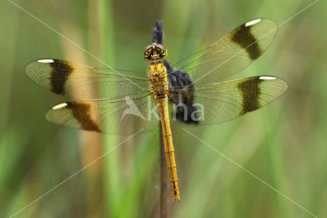 Bandheidelibel (Sympetrum pedemontanum)