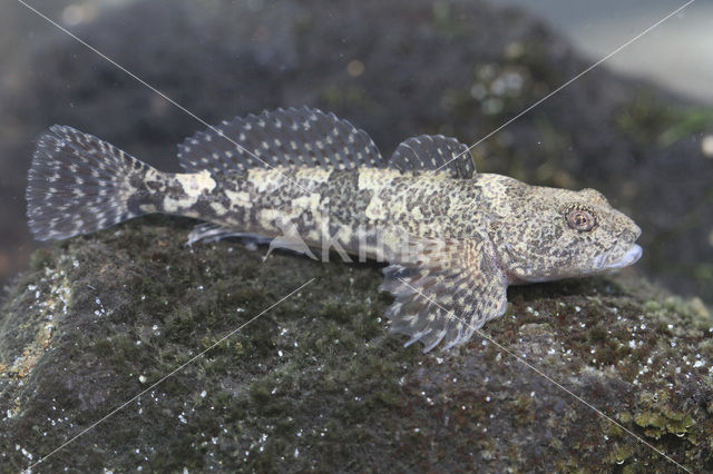 Beekdonderpad (Cottus rhenanus)