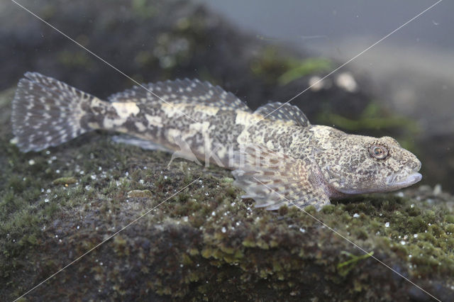 Beekdonderpad (Cottus rhenanus)