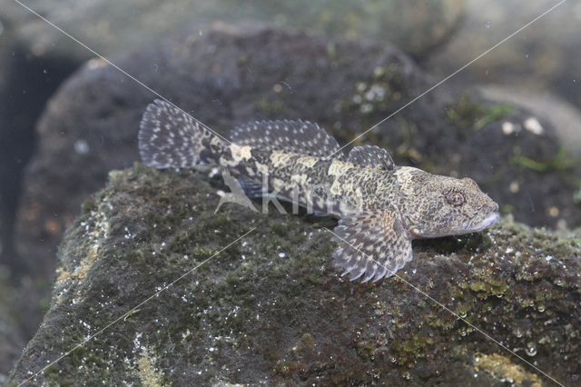 Beekdonderpad (Cottus rhenanus)