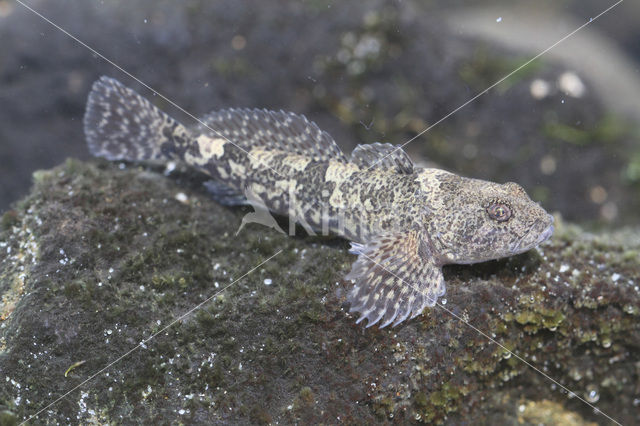 Beekdonderpad (Cottus rhenanus)