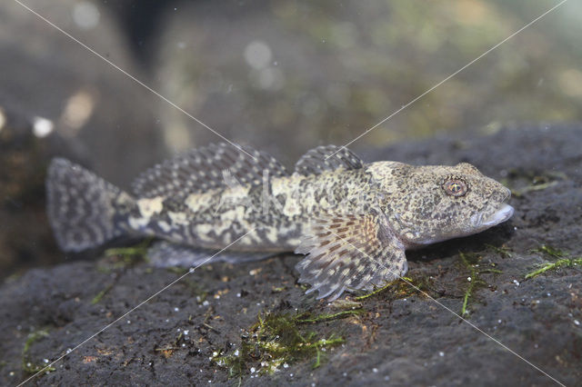 Beekdonderpad (Cottus rhenanus)