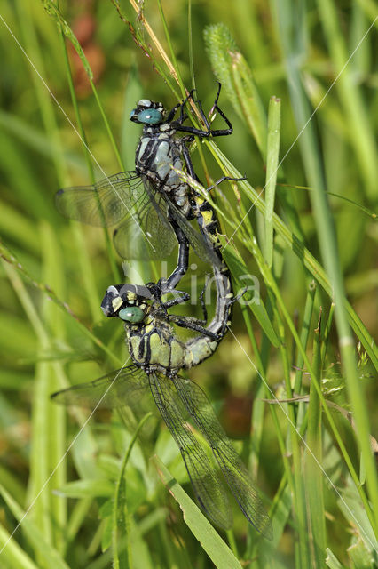 Beekrombout (Gomphus vulgatissimus)