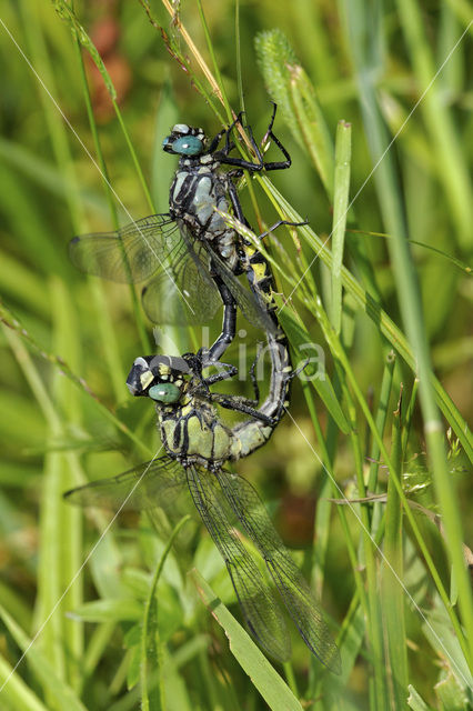 Club-tailed Dragonfly (Gomphus vulgatissimus)