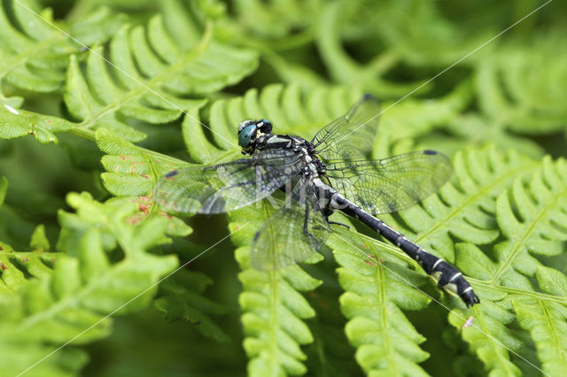 Club-tailed Dragonfly (Gomphus vulgatissimus)