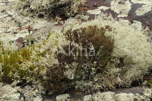 Bekermos (Cladonia)