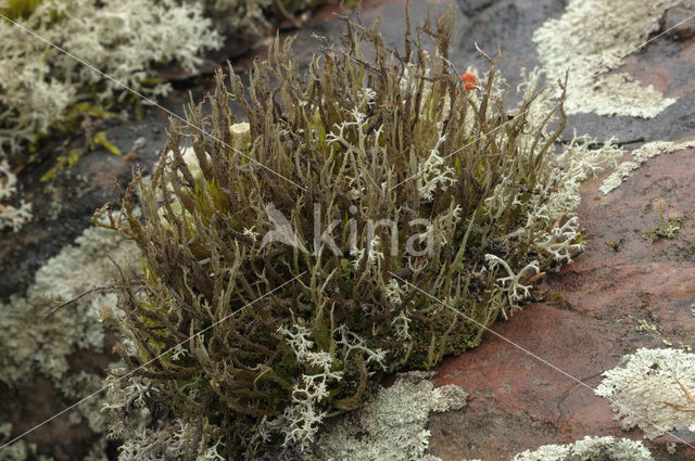 pixie cup (Cladonia)