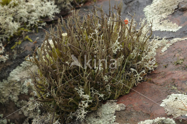 Bekermos (Cladonia)