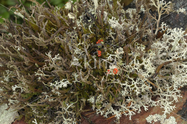 pixie cup (Cladonia)