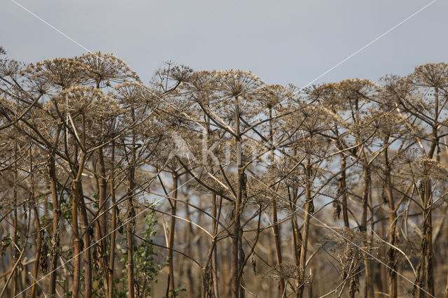 Giant Hogweed (Heracleum mantegazzianum)