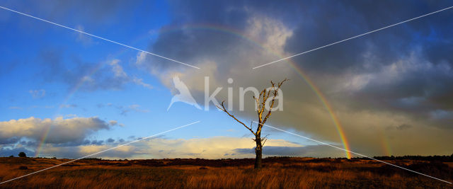 Birch (Betula)