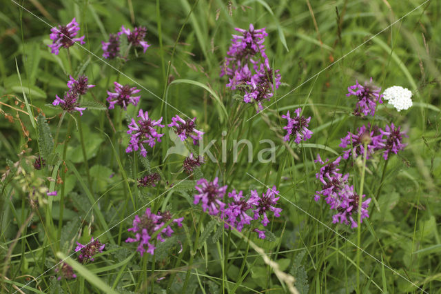 Betonie (Stachys officinalis)