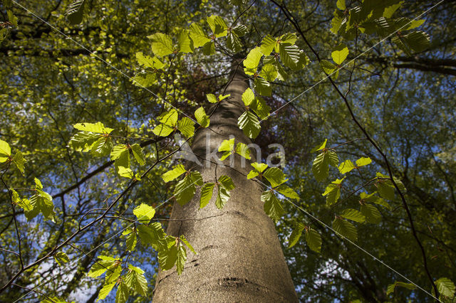 Beuk (Fagus sylvatica)