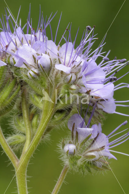 Bijenvoer (Phacelia tanacetifolia)