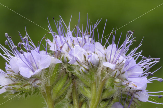 Bijenvoer (Phacelia tanacetifolia)