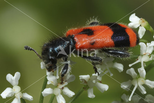 Bijenwolfkever (Trichodes apiarius)