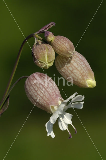 Bladder Campion (Silene vulgaris)