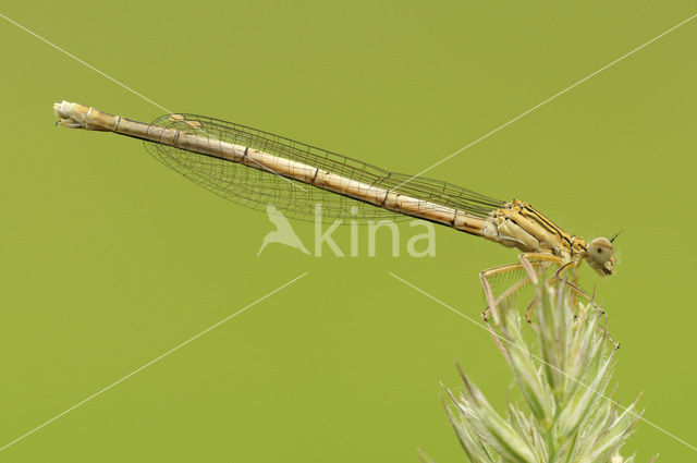 Blauwe breedscheenjuffer (Platycnemis pennipes)