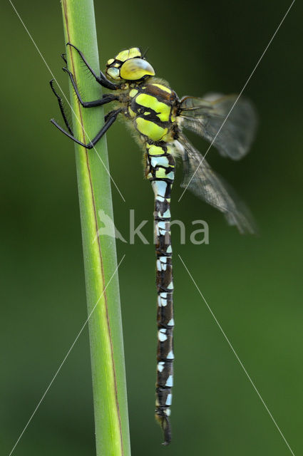 Blauwe glazenmaker (Aeshna cyanea)