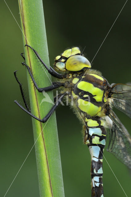 Southern Hawker (Aeshna cyanea)