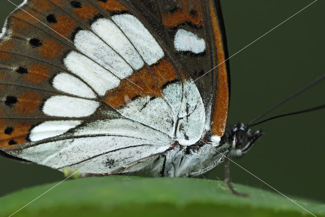 Blauwe ijsvogelvlinder (Limenitis reducta)