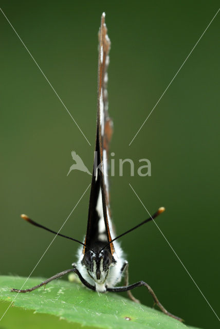 Blauwe ijsvogelvlinder (Limenitis reducta)
