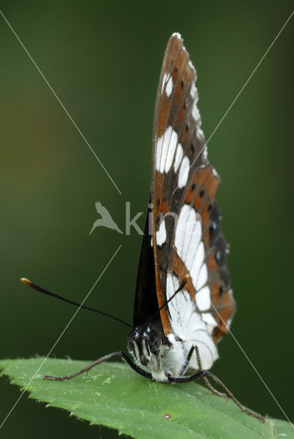 Southern White Admiral (Limenitis reducta)