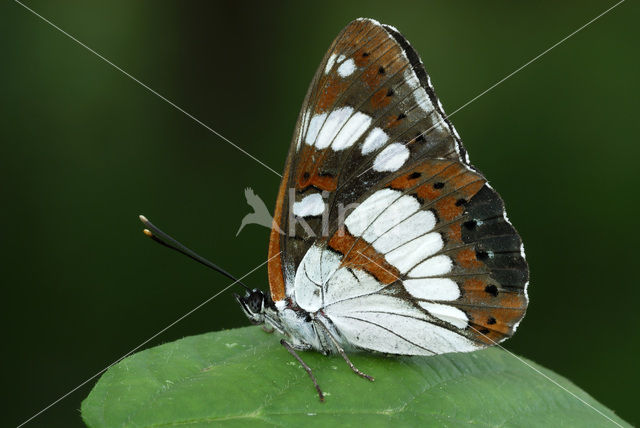 Southern White Admiral (Limenitis reducta)