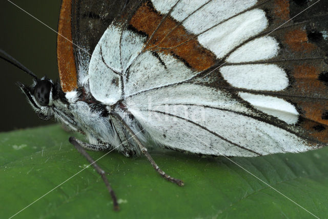 Blauwe ijsvogelvlinder (Limenitis reducta)