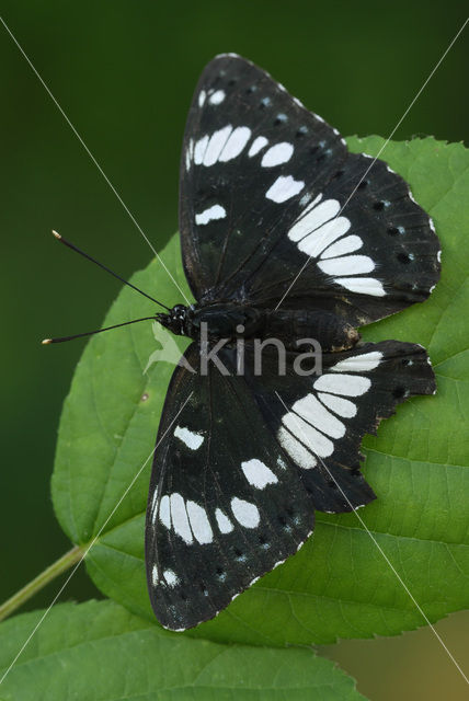 Blauwe ijsvogelvlinder (Limenitis reducta)