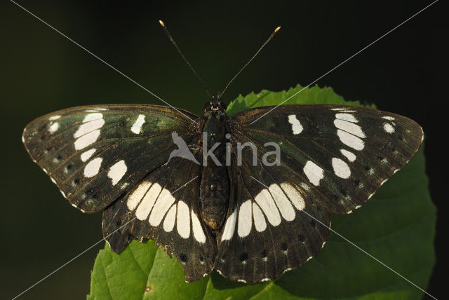 Blauwe ijsvogelvlinder (Limenitis reducta)