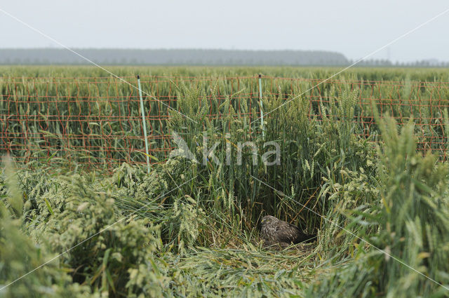 Northern Harrier