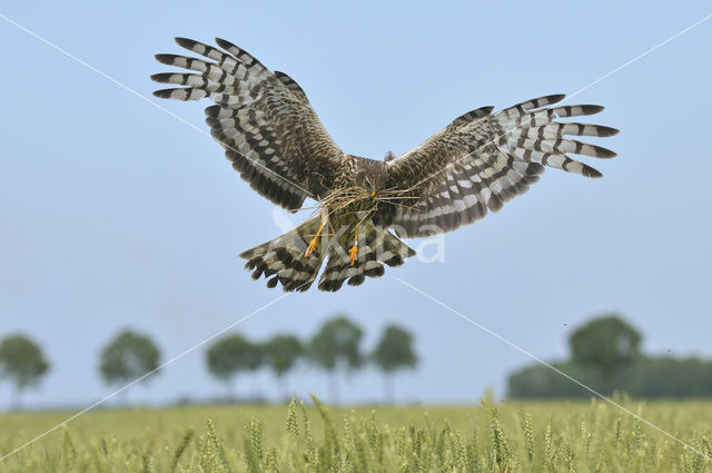 Northern Harrier