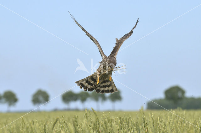 Northern Harrier