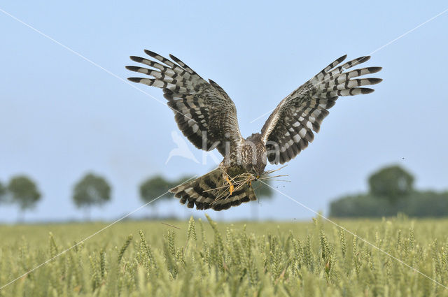 Northern Harrier