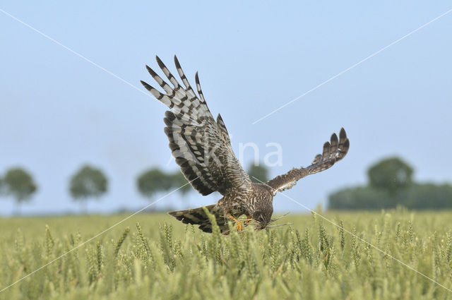 Northern Harrier