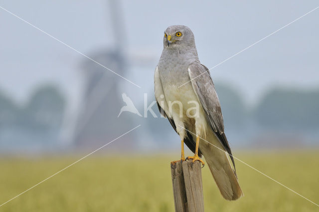 Northern Harrier