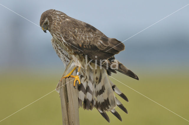 Northern Harrier