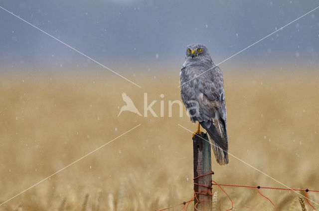 Blauwe Kiekendief (Circus cyaneus)