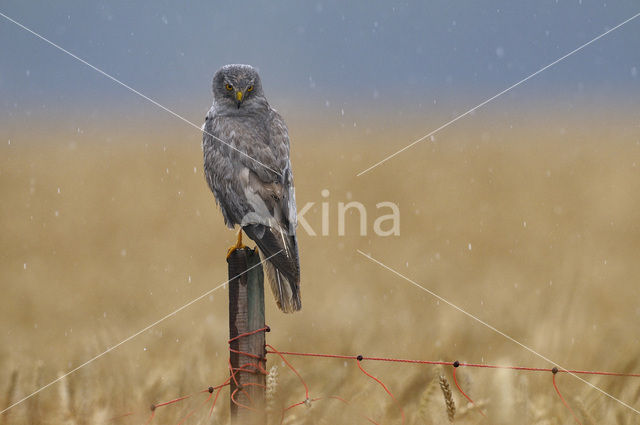 Northern Harrier