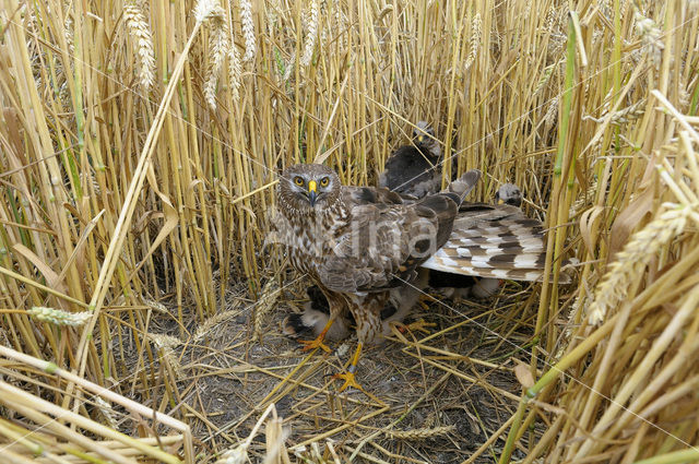 Northern Harrier