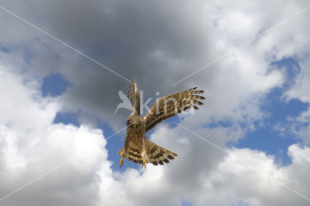 Northern Harrier