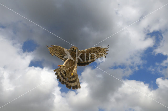 Northern Harrier