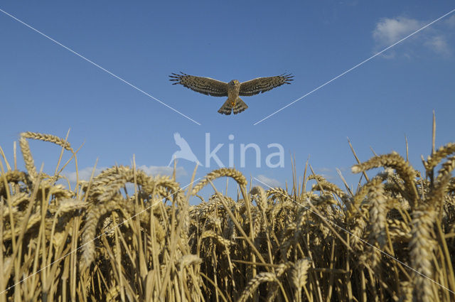 Northern Harrier