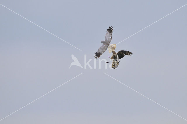 Blauwe Kiekendief (Circus cyaneus)