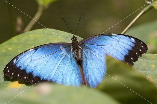 Blue morpho (Morpho peleides)