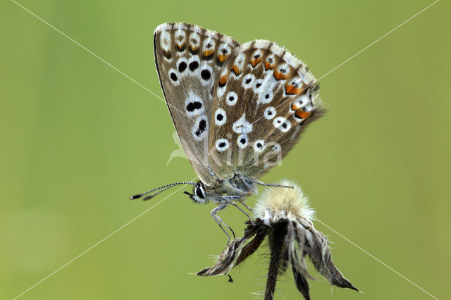 Chalk Hill Blue (Polyommatus coridon)