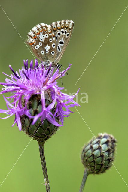 Chalk Hill Blue (Polyommatus coridon)