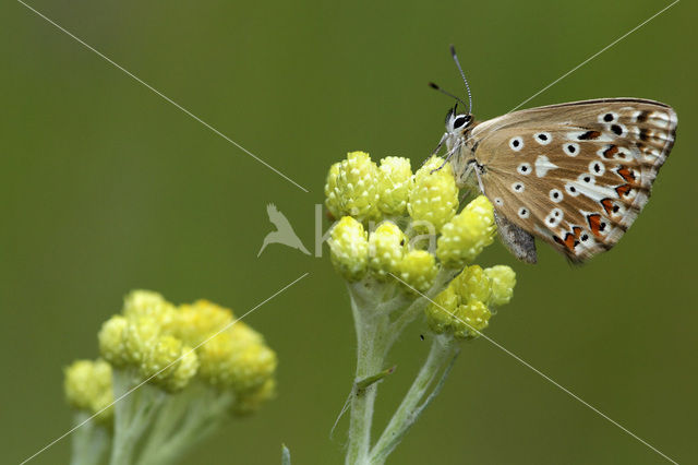 Chalk Hill Blue (Polyommatus coridon)