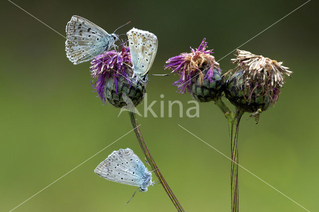 Bleek blauwtje (Polyommatus coridon)